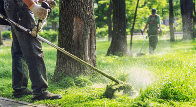 Maintenance of Park